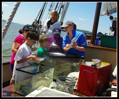 clearwater happy day westchester