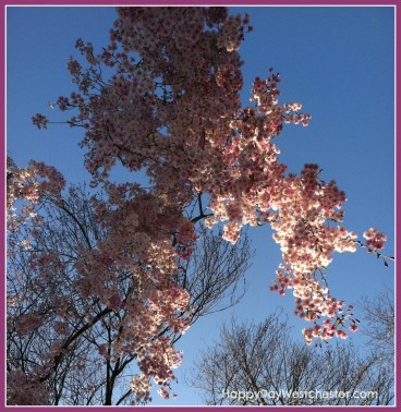 happy day westchester my garden blooming