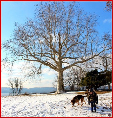 happy day westchester rockwood hall tree and dog 2