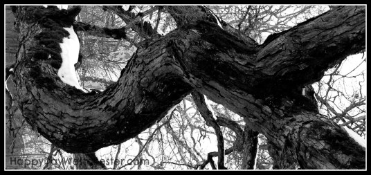 happy day westchester bedford oak branch