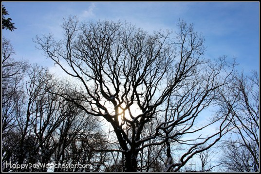 wordless wednesday tree