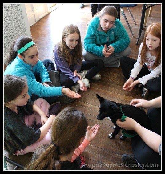 happy day westchester adopt a dog floor