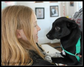 Happy Day Westchester Adopt a Dog Girl with Alex