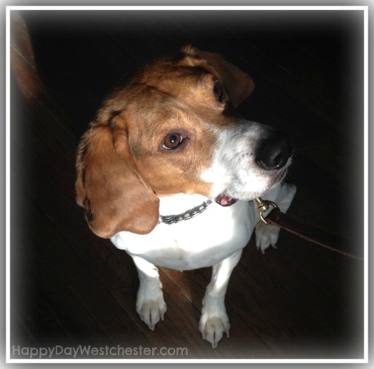 Happy Day Westchester adopt a dog jeter